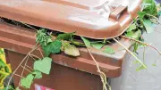 Biotonne in der Seenplatte: Kreis verzichtet auf flächendeckende Einführung
