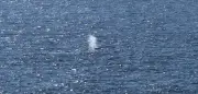 Buckelwal in Nordsee: Die Odyssee eines Meeressäugers