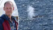 Buckelwal Timmy in der Nordsee: Diese 5 Gefahren drohen ihm jetzt