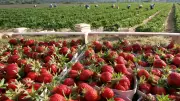 Erdbeersaison 2026 in Sachsen-Anhalt: Selbstpflückfelder und Tipps