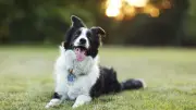 Exotische Frucht: So viel Mango darf der Hund wirklich fressen