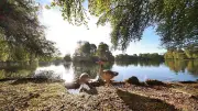 Fotograf entdeckt entzückende Baby-Gänse am Kleinhesseloher See