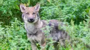 Jäger berichtet von Wolfssichtungen nahe der B96 in Mecklenburg