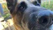 Mein dementer Hund: Wenn der alte Freund zum Stiesel wird