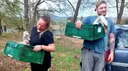 Schwanen-Rückkehr scheitert: Anderes Paar besetzt Teich