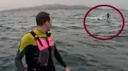 Surfer von Hai vor Kalifornien verfolgt – Zehnminütige Flucht