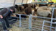 Wolfskot nahe Weide: Schäfer fürchtet Dürre mehr als Wölfe