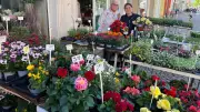 Zeitzer Blumenlädchen: 10 Jahre Erfolg in der Innenstadt