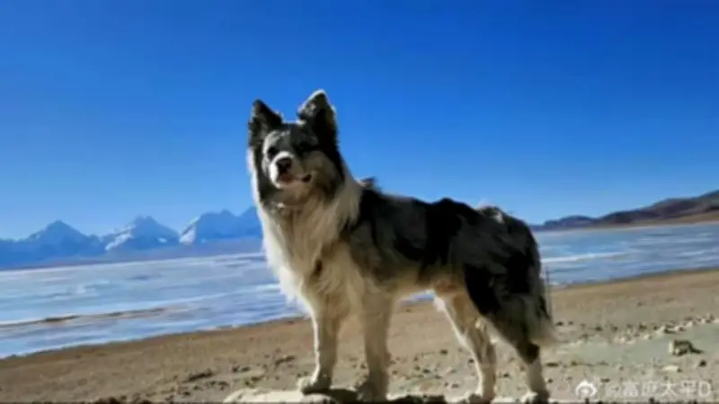1,5 Mio. Follower: Berühmter Hund in China-Restaurant serviert