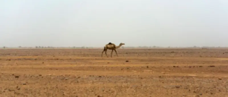 49 Menschen verdursten nach Lkw-Panne in der Sahara