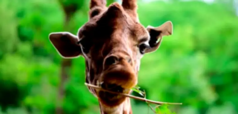 5000 Dollar Belohnung: Giraffe in Texas seit zwei Wochen vermisst