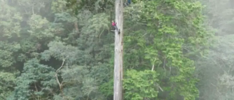 84 Meter hohes „Himmelsschwert“: Höchster Baum Ostasiens in Taiwan entdeckt