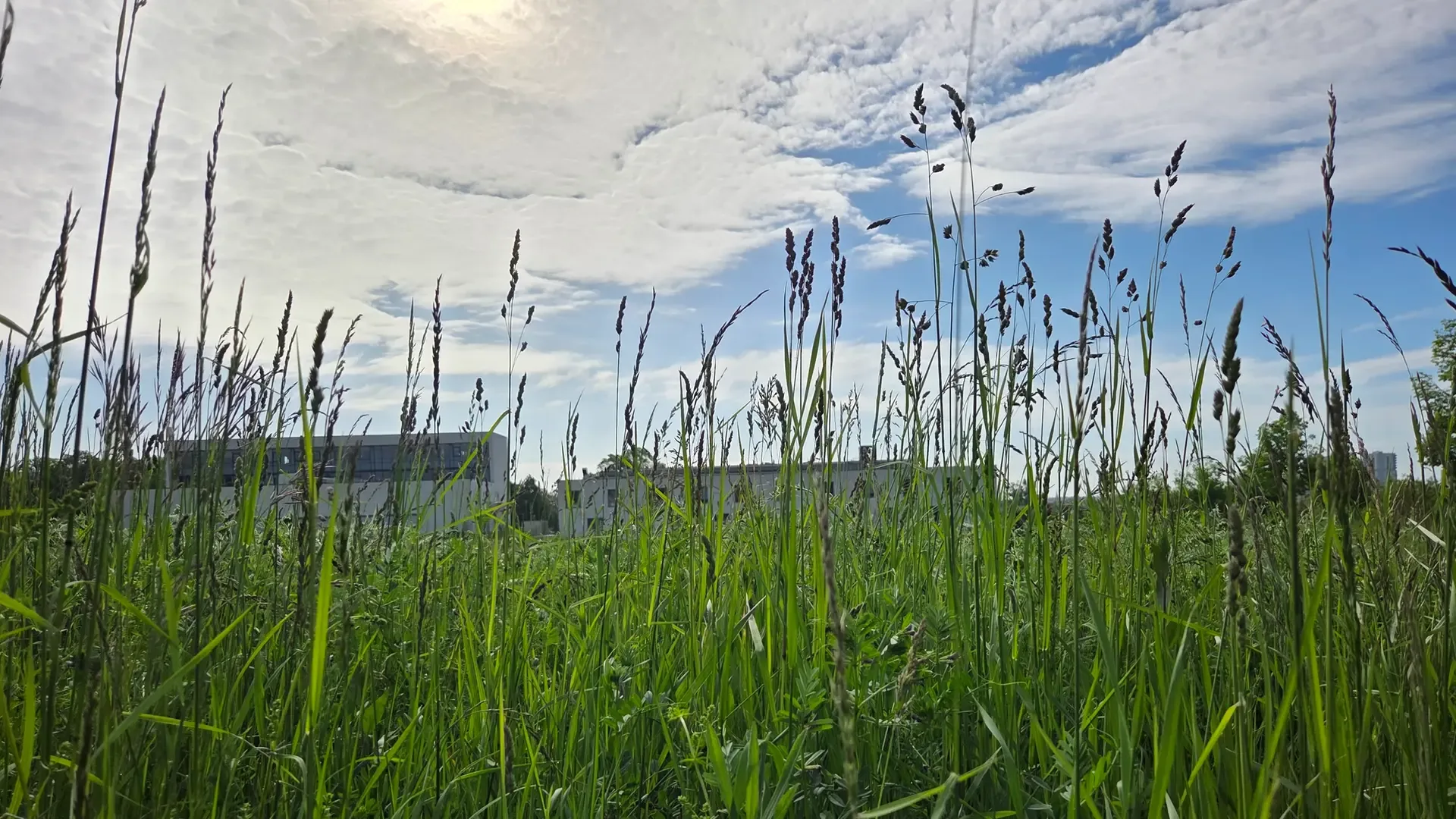 Mähfreier Mai in Halle: Zwischen Insektenparadies und Allergiker-Ärger