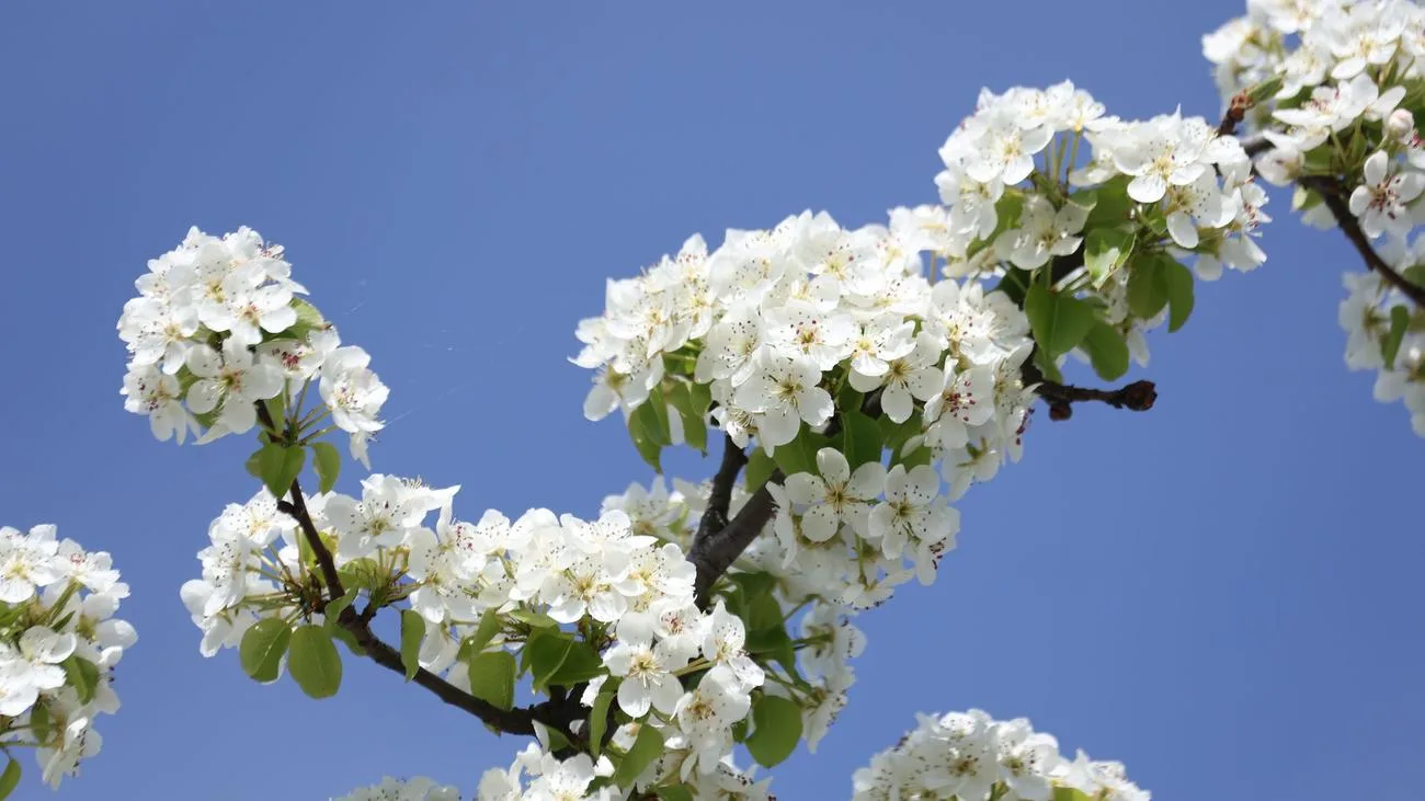 Aprilwetter in Sachsen-Anhalt: Sonne am Samstag, Regen am Sonntag