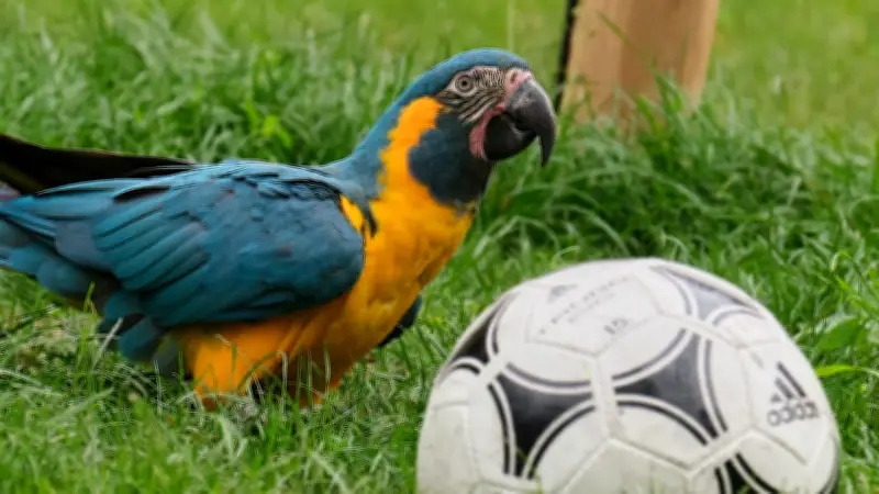 „Arakel“-Prognose: So wird das Deutschland-Spiel bei der WM