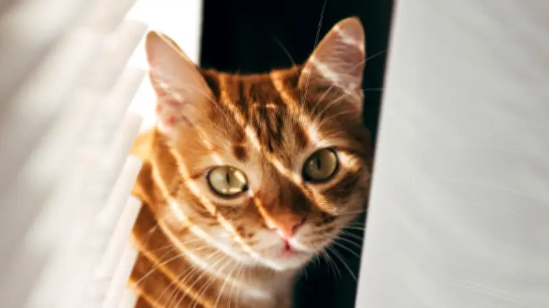 Arthrose bei Katzen: Diese versteckten Anzeichen deuten auf Gelenkschmerzen hin