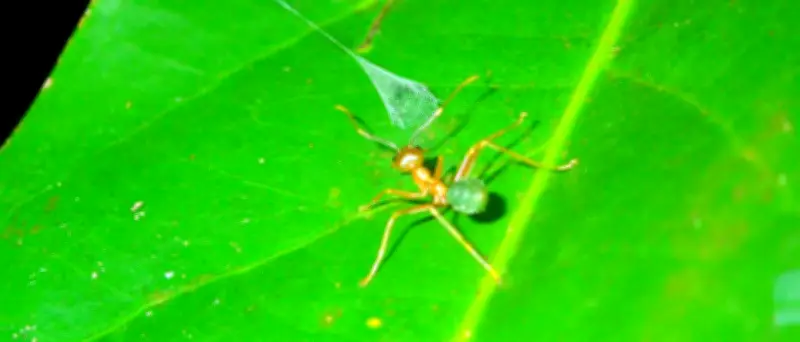 Australische Ballista-Spinne katapultiert Ameisen mit Seidenfalle ins Netz
