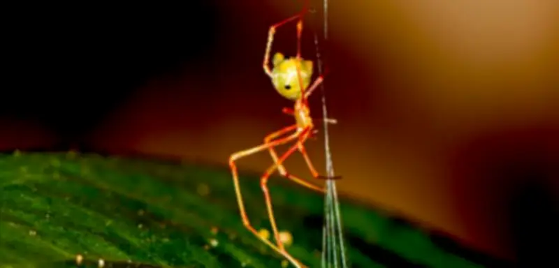 Ballista-Spinne katapultiert Ameisen mit Rekordgeschwindigkeit ins Netz