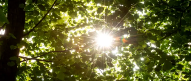 Berlin und Potsdam beim Baumschatten vorn, aber Tausende Bäume verloren