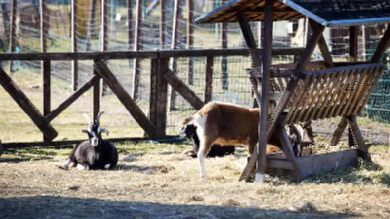 Berliner Streichelzoo Helle Tierarche vor ungewisser Zukunft