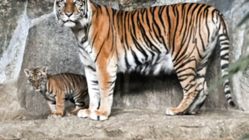 Berliner Tierpark 2025: Besucherzahlen weiter gesunken