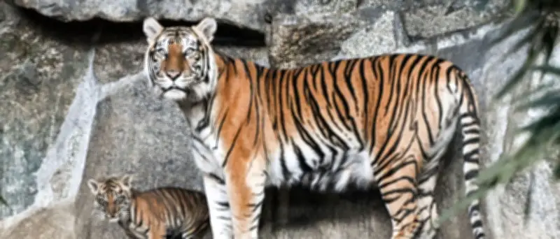Berliner Tierpark kämpft weiter mit sinkenden Besucherzahlen