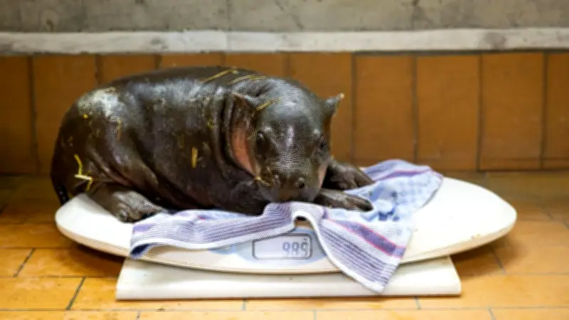 Berliner Zoo: Hippo-Baby erkundet Außengehege – Name enthüllt