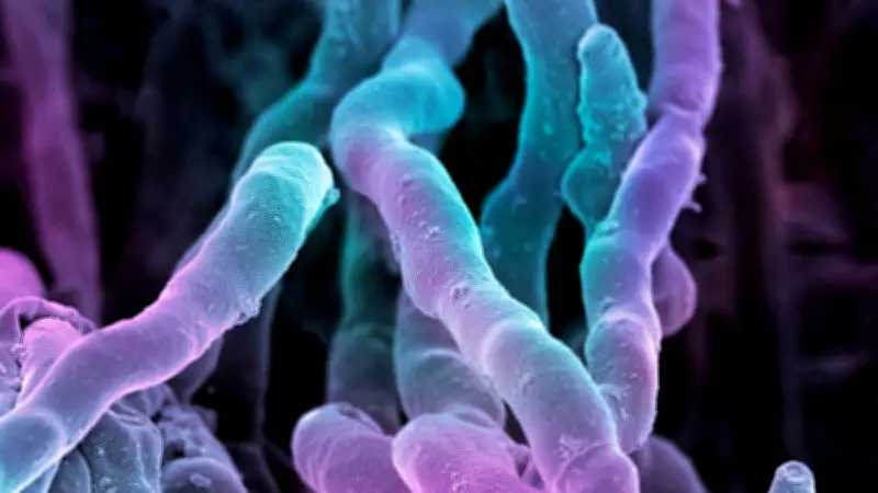 Überraschende Antibiotika-Entdeckung in altem Bodenbakterium