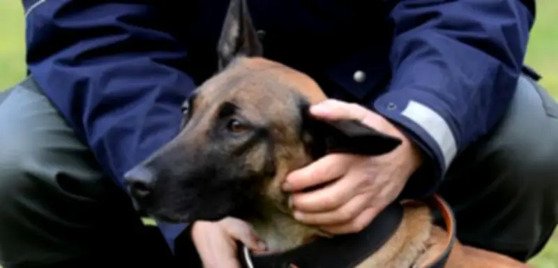 Bielefeld: Mann provoziert Polizeihund mit Deutschlandflagge – Tier beißt zu