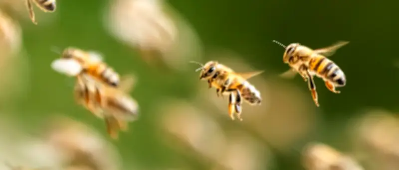 Bienenschwarm überfällt Strand bei Rimini – niemand verletzt