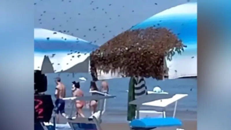 Bienenschwarm besetzt Sonnenschirm am Strand von Rimini