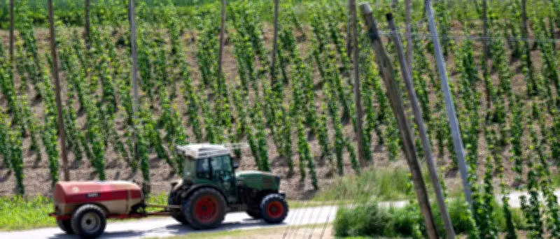 Bierkrise: Hopfenanbau in Deutschland schrumpft drastisch