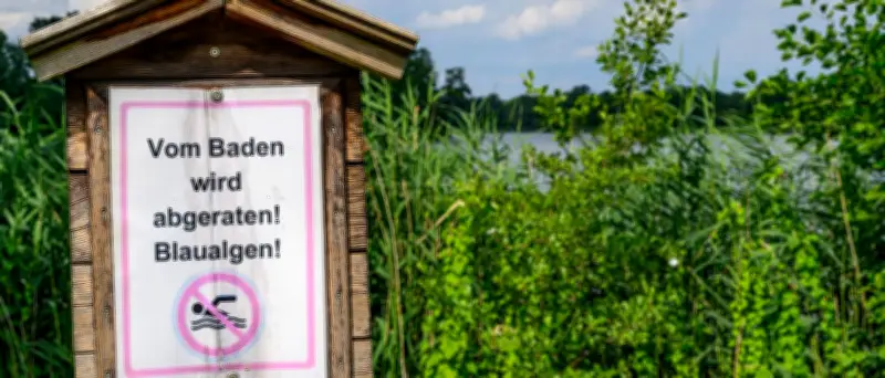 Blaualgen und Zerkarien: Badestellen in Brandenburg betroffen