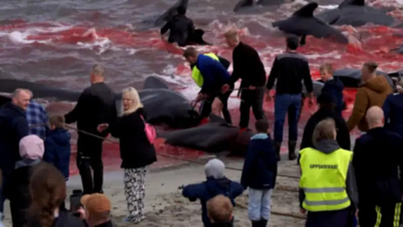 Blutige Waljagd auf Färöer: Hunderte Tiere getötet