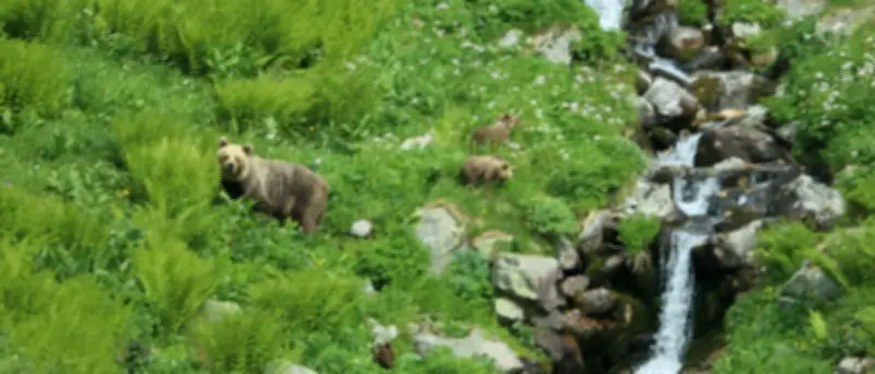 Braunbär verletzt Wanderer in der Slowakei schwer