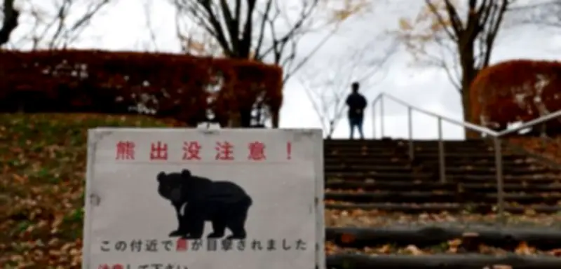 Bärenalarm in Japan: Schulen in Utsunomiya geschlossen