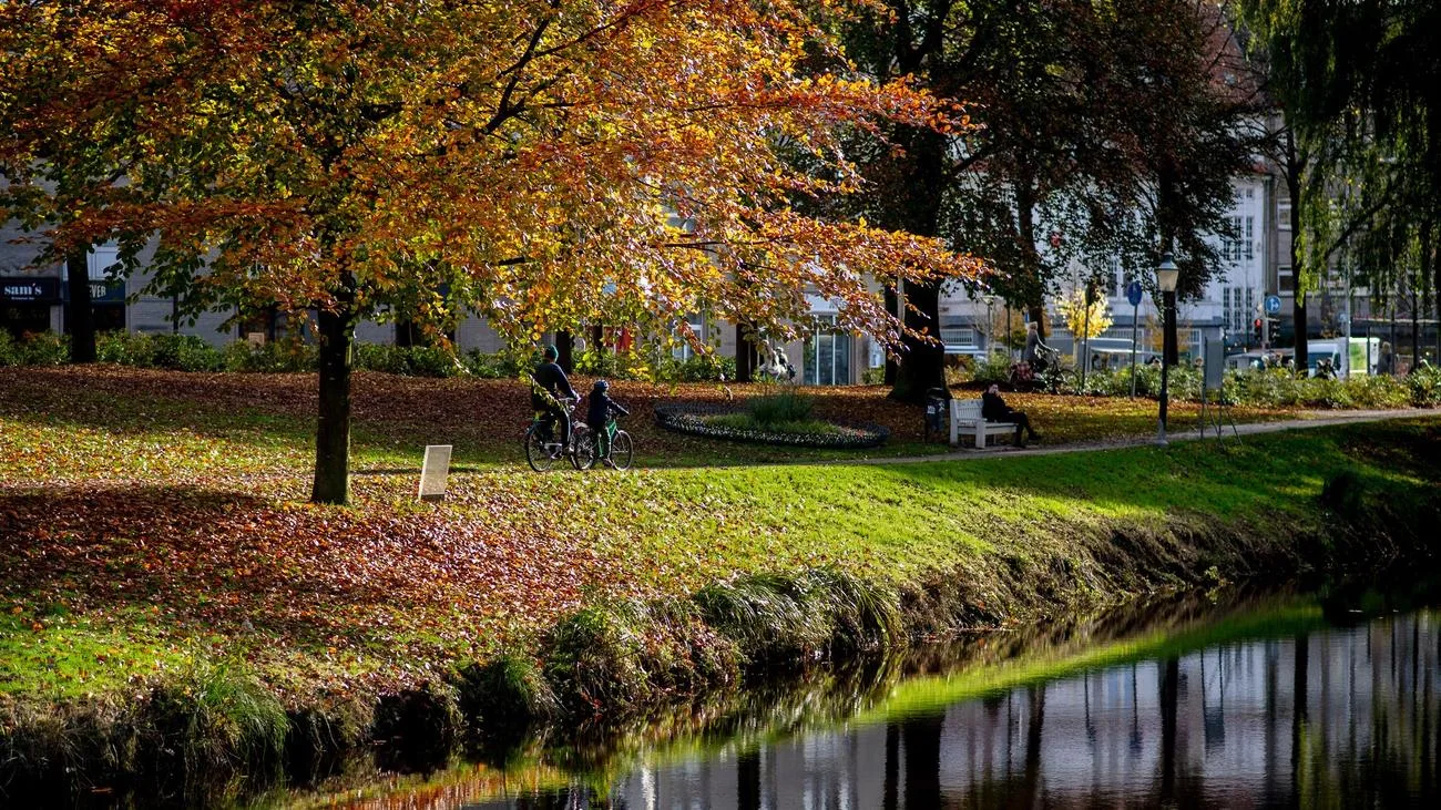 Bürgerentscheid in Oldenburg gescheitert: Baumschutzsatzung bleibt bestehen