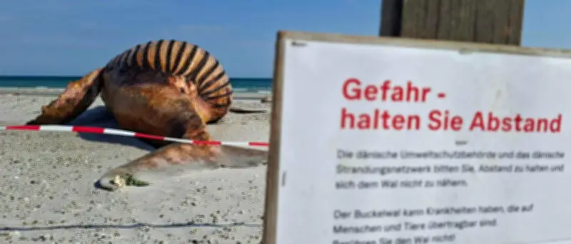 Buckelwal-Obduktion: Traktor liefert Materialien an dänischen Strand