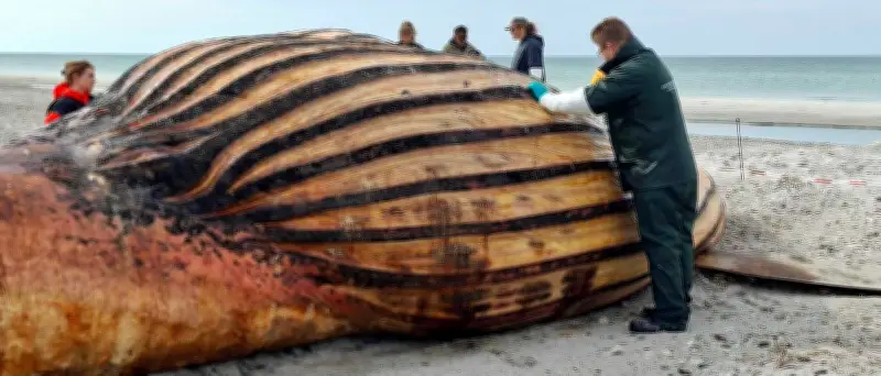 Buckelwal „Timmy“: Obduktion am dänischen Strand gestartet – Flipper abgetrennt