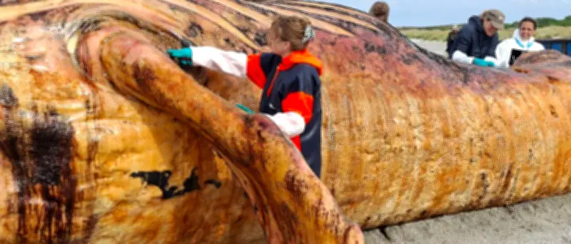 Buckelwal „Timmy“: Obduktion auf dänischer Insel Anholt gestartet