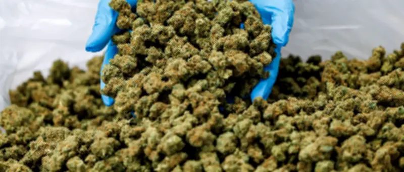 Cannabishandel: 30-Jähriger kommt in Untersuchungshaft