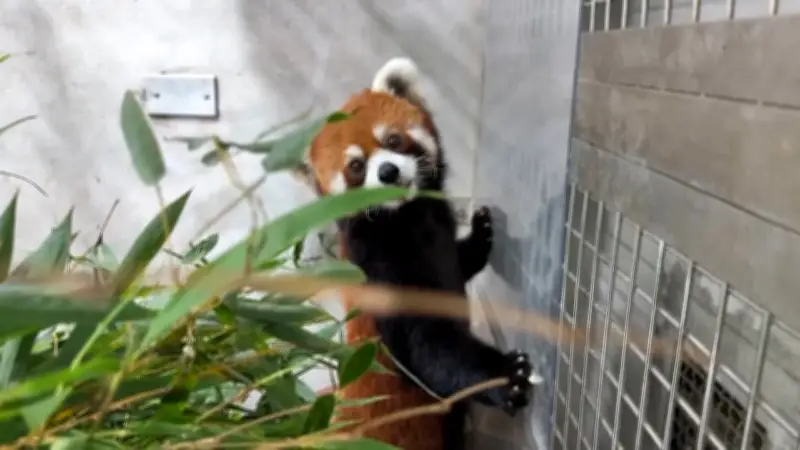China schenkt Taiwan zwei Rote Pandas – erster Tier-Austausch seit zehn Jahren