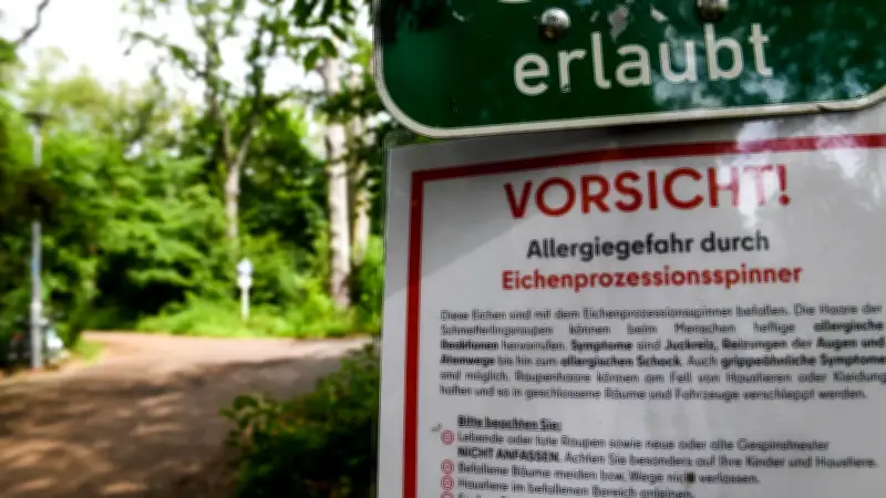 Eichenprozessionsspinner: Berliner Bezirke schlagen Alarm und fordern Hilfe