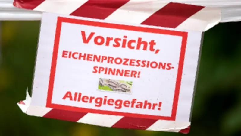 Eichenprozessionsspinner in Berlin: Aktuelle Lage in Friedrichshain-Kreuzberg
