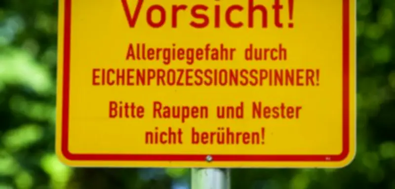Eichenprozessionsspinner: Umweltminister hält Gifteinsatz für bedingt möglich