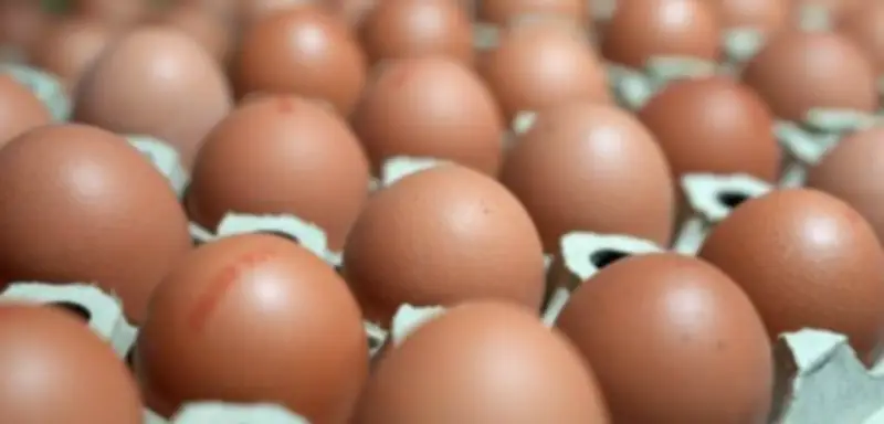 Eierbetrug in Vechta: 120.000 Eier erschwindelt – zwei Jahre Haft