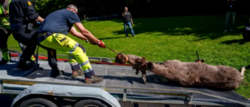 Elch in Osloer Innenstadt aus Tierwohlsgründen abgeschossen