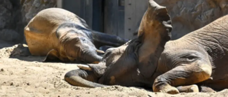 Elefantenfamilie kehrt nach sechs Jahren in Berliner Tierpark zurück