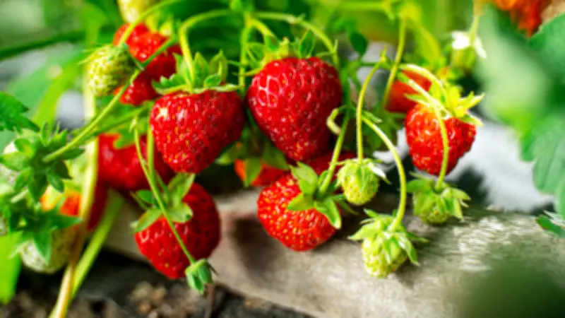 Erdbeeren auf dem Balkon anbauen: So gelingt der Sommergenuss