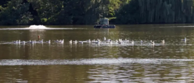 Erneut hunderte tote Fische im Schäfersee nach Starkregen